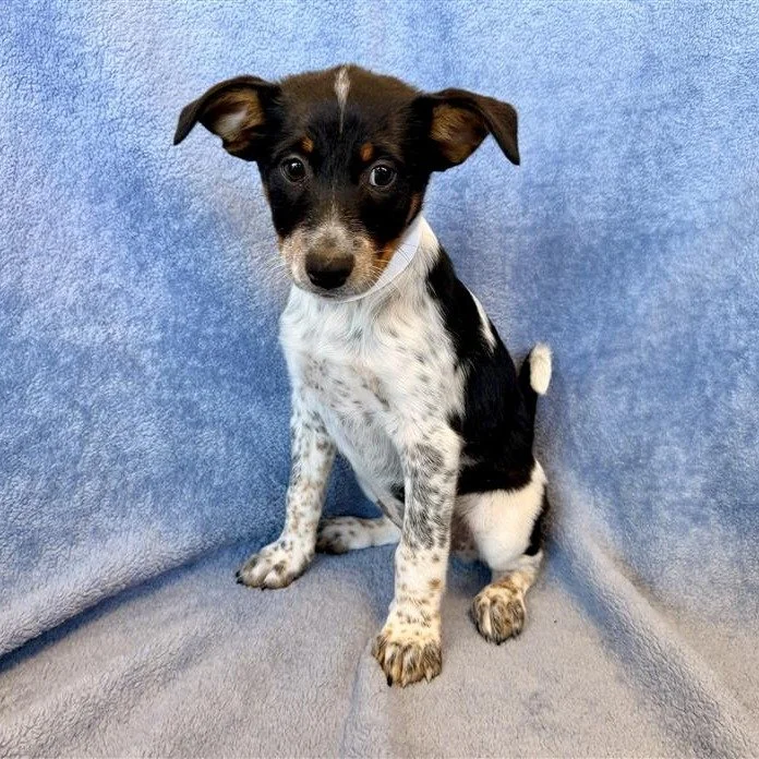 Lady | female | 8 weeks old | Heeler mix | DOB 8/4/26