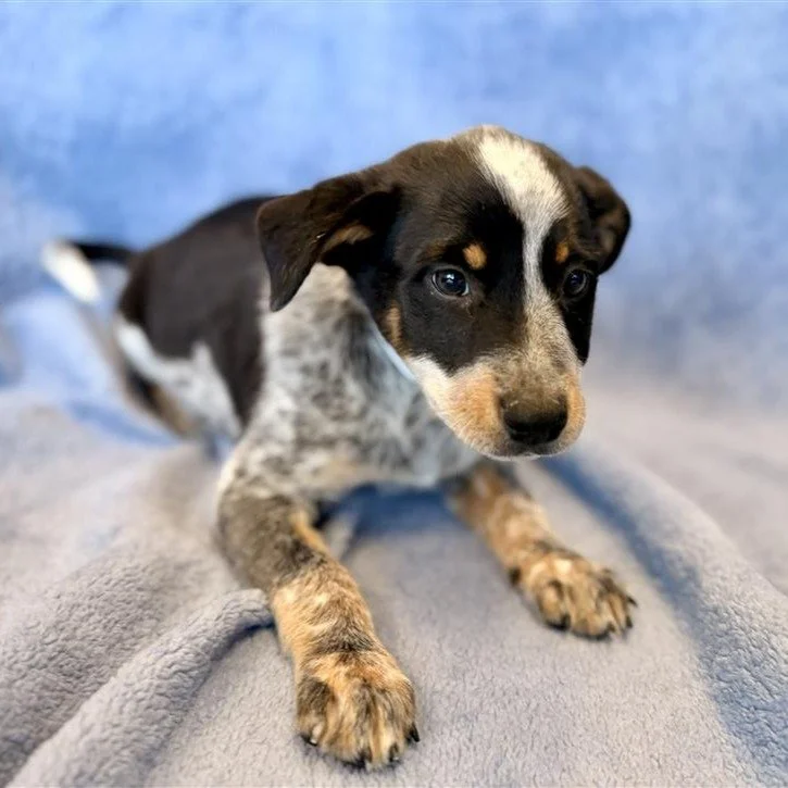 Summer | female | 8 weeks old | Heeler mix | DOB 8/4/26