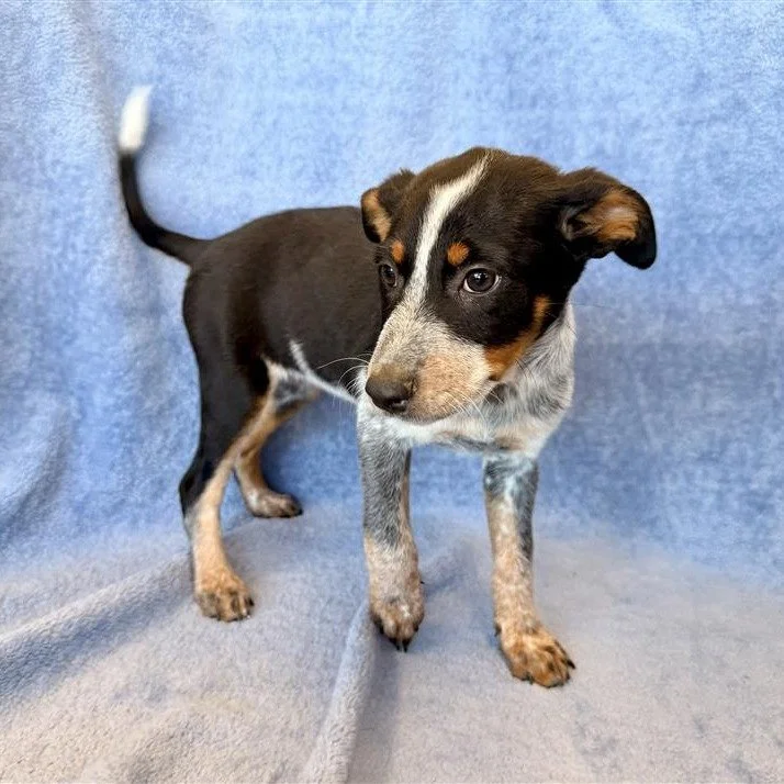 Nymeria | female | 8 weeks old | Heeler mix | DOB 8/4/26