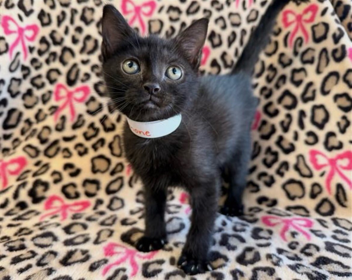 Timone | male | 7 weeks old | DOB 8/17/26