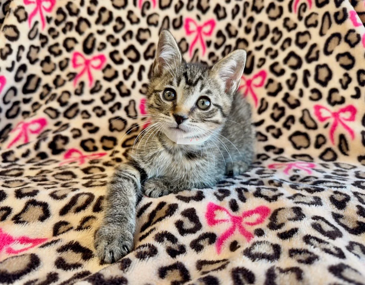 Pumba | male | 7 weeks old | DOB 8/17/26