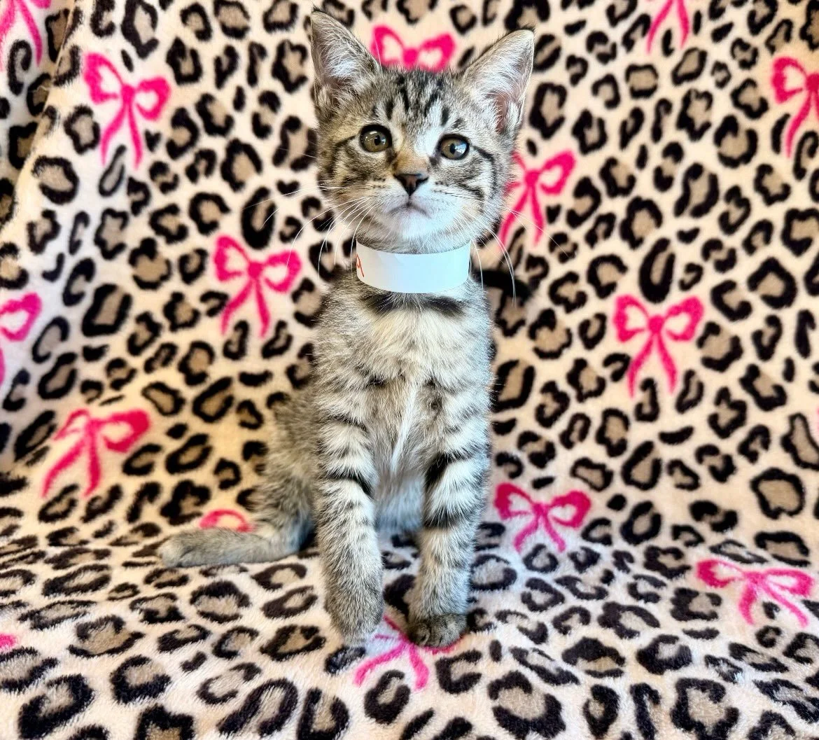 Nala | 7 weeks old | female | DOB 8/17/26