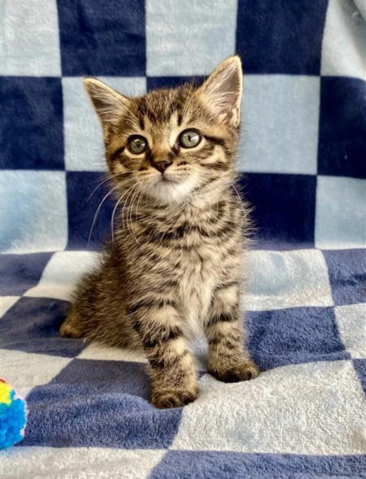 PENDING ADOPTION! Jose | male | 7 weeks old | DOB 8/21/26