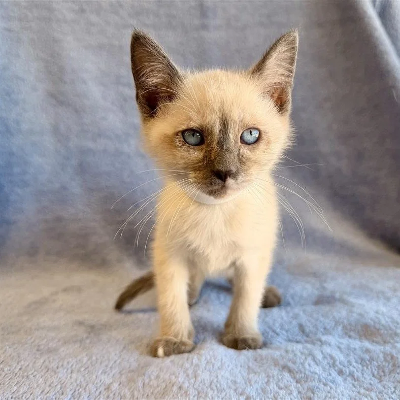 Caspian | female | seal point DSH | DOB 8/17/26 | 8 weeks old