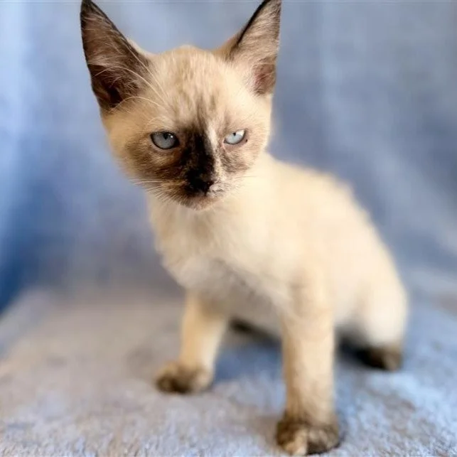 Harp | female | seal point domestic short hair | DOB 8/17/26 | 8 weeks old