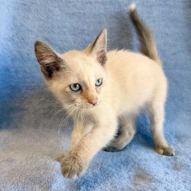Monk | female | seal point DSH | DOB 8/17/26 | 8 weeks old