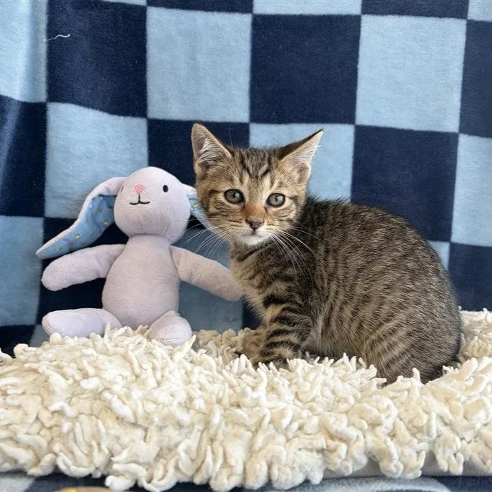 Boo | female | 10 weeks old | DOB 8/5/2026