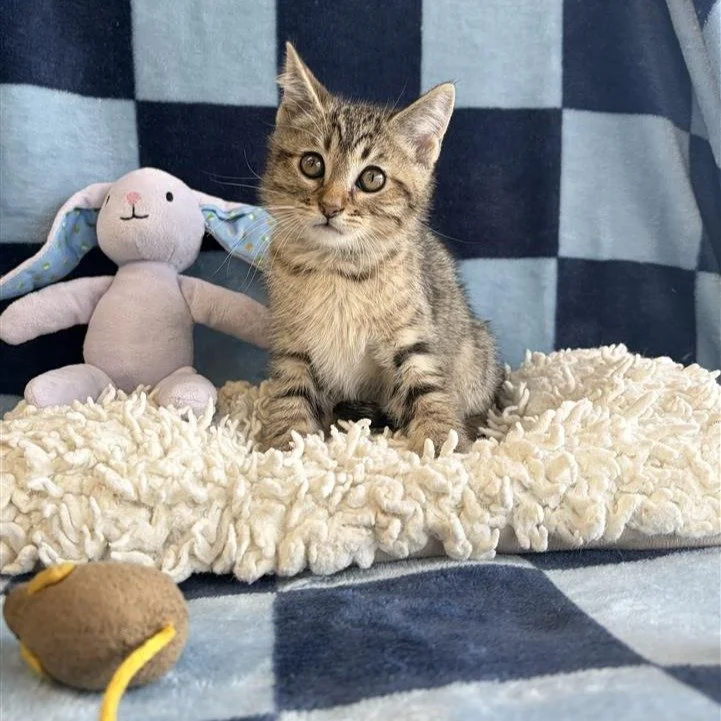 Jack-O-Lantern | male | 10 weeks old | DOB 8/5/26