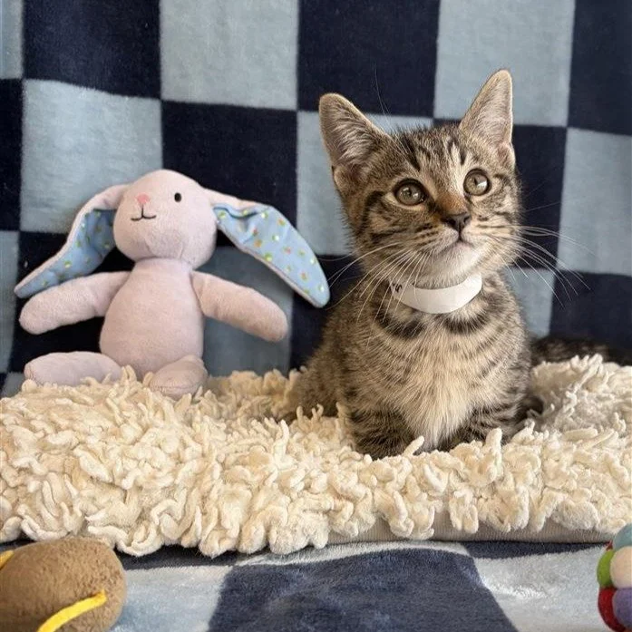 October | male | 10 weeks old | DOB 8/5/2026