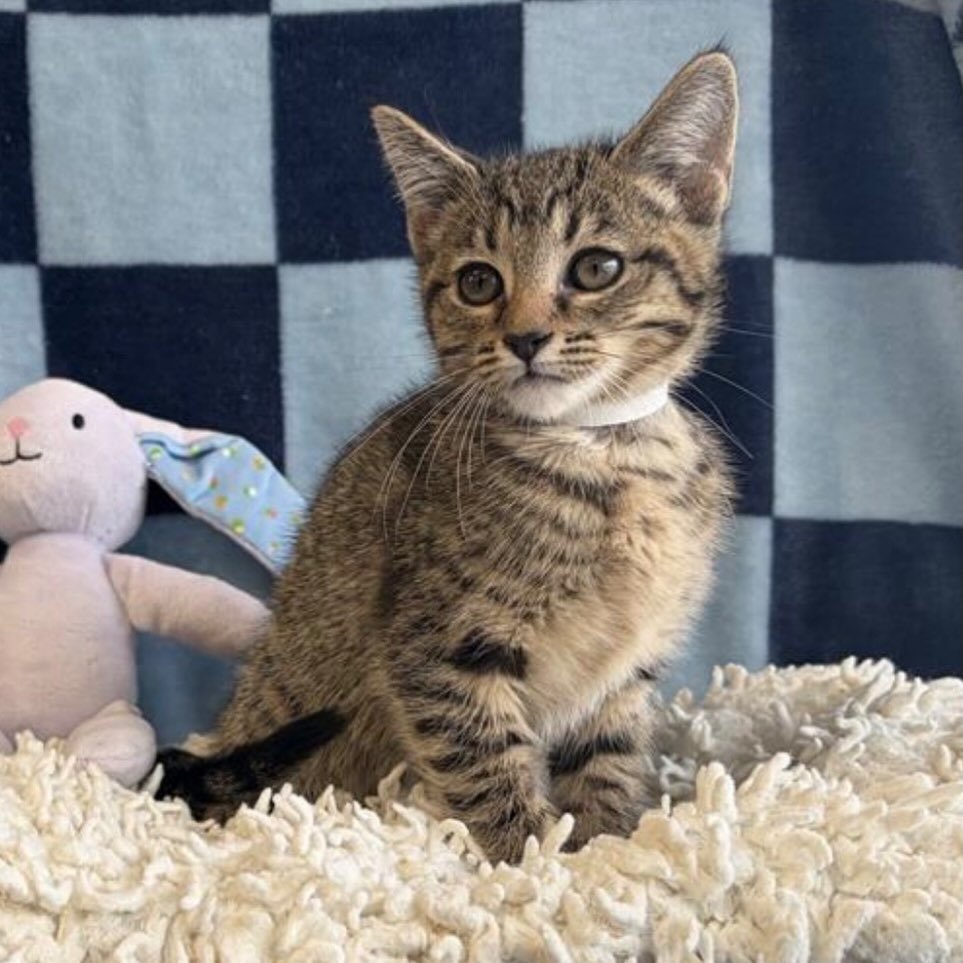 Candy | female | 10 weeks old | DOB 8/5/26