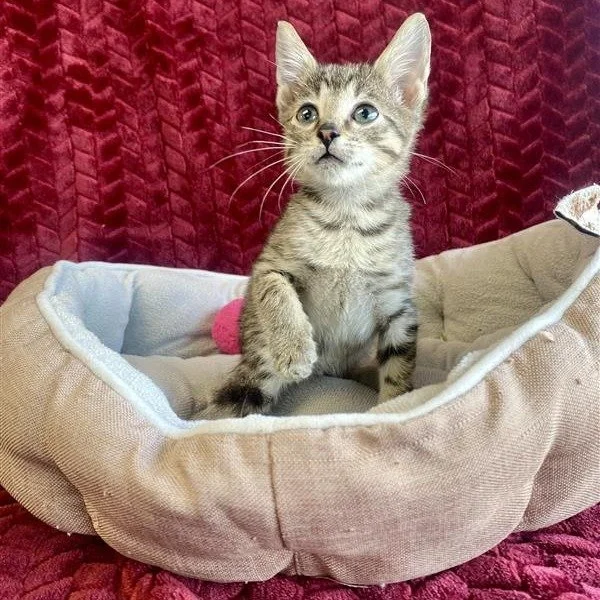 Catzilla | female | 10 weeks old | DOB 8/2/26