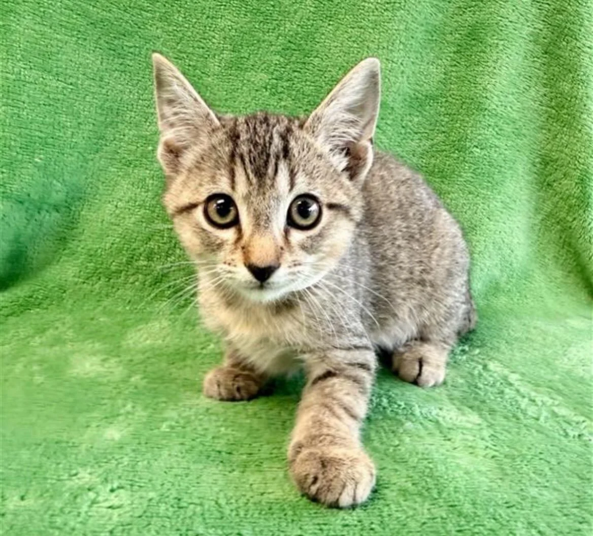 Donatello | male | 10 weeks old | DOB 8/1/26