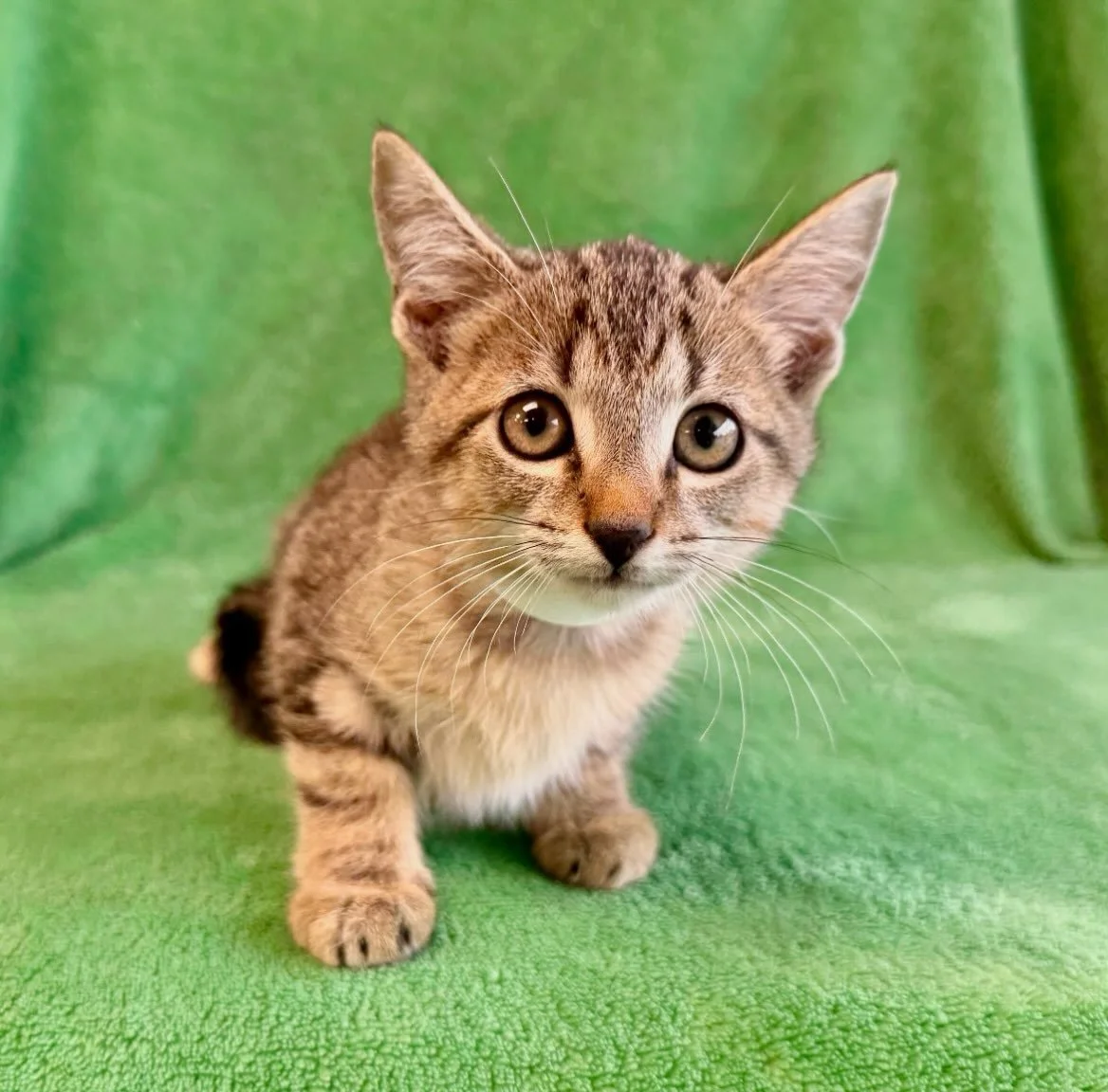 Raphael | male | 10 weeks old | DOB 8/1/26
