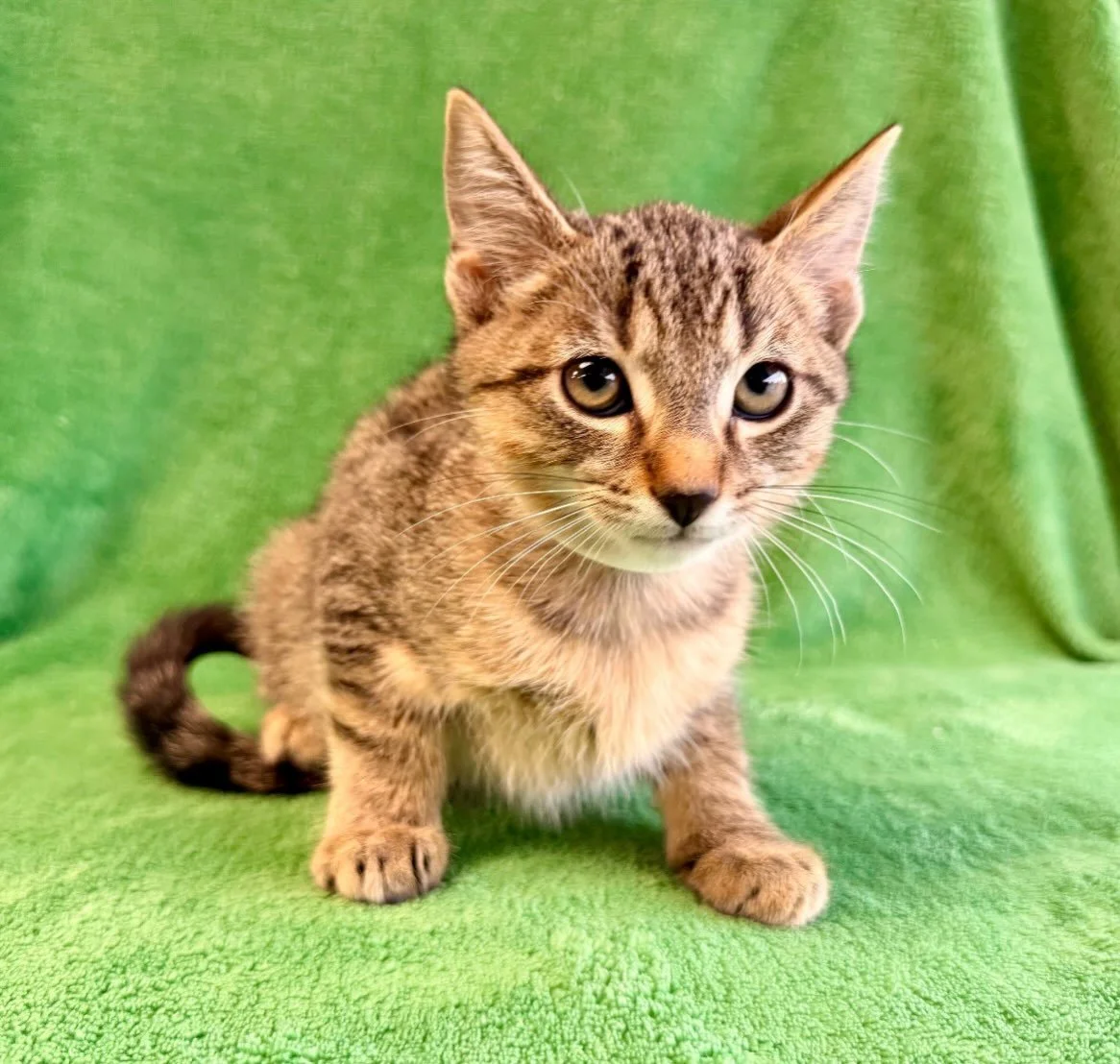 Michelangelo | male | 10 weeks old | DOB 8/1/26