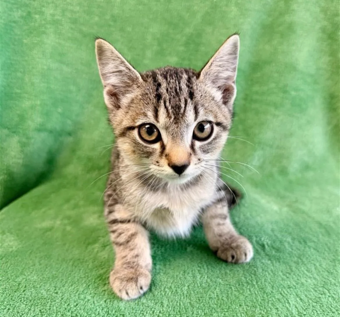 Leonardo | male | 10 weeks old | DOB 8/1/26