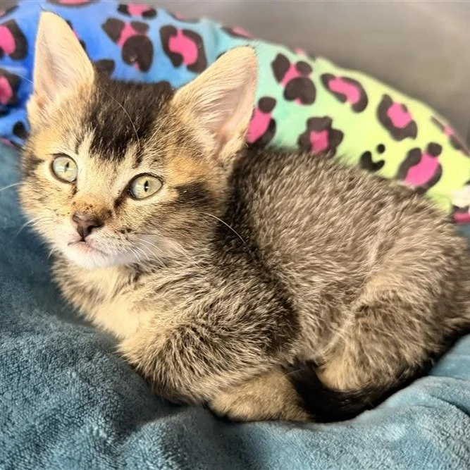 Ember | DSH | Female | 6 weeks old | DOB 9/7/2026