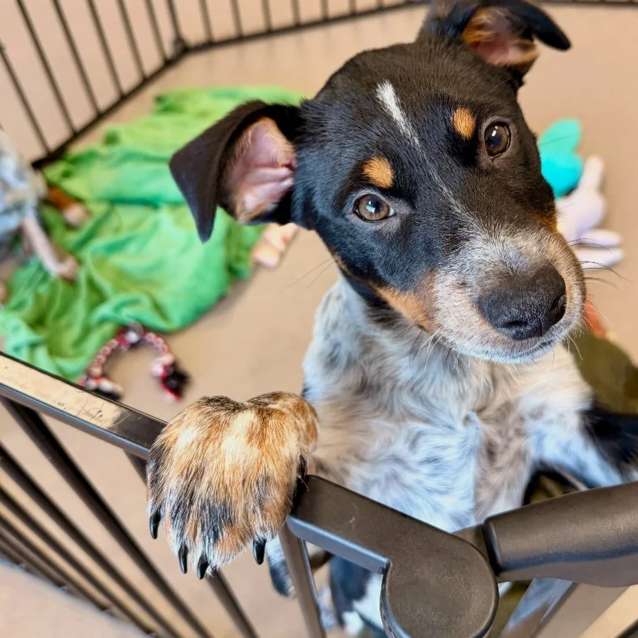 Shaggydog, Nymeria, and Lady are still single and ready to mingle! They&rsquo;re waiting for their furever match. Come meet your best friend and get their digits.📱