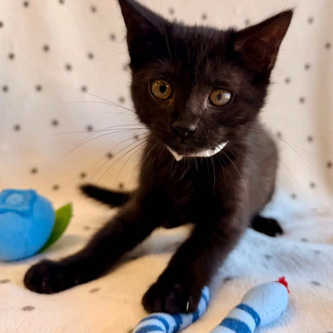 Scar | 9 weeks old | female | DOB 8/17/26