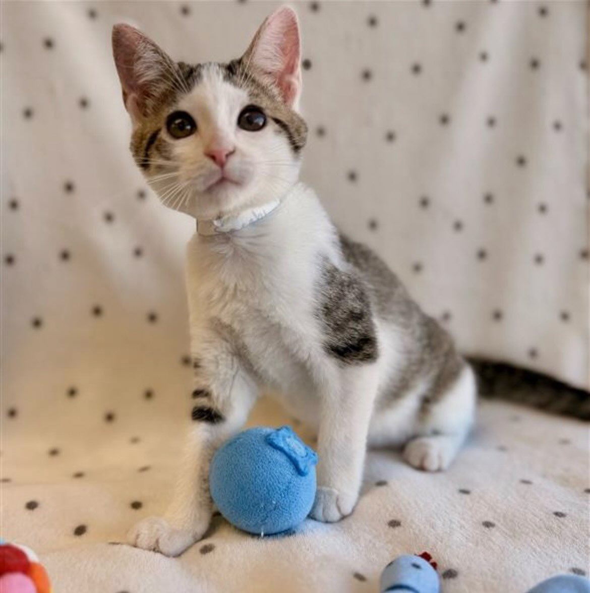 Sarabi | female | 9 weeks old | DOB 8/17/26