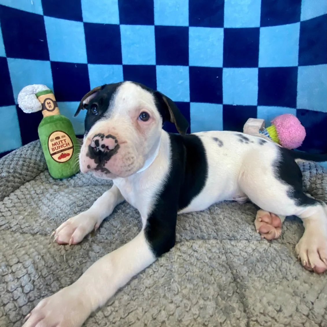 Finnick | mixed breed | male | 8 weeks old | DOB 8/27/26