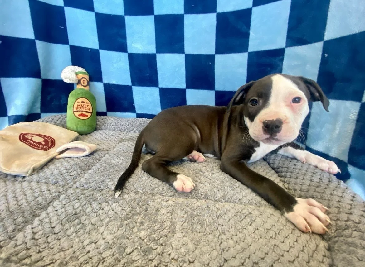 Rue | mixed breed | female | 8 weeks old | DOB 8/27/26