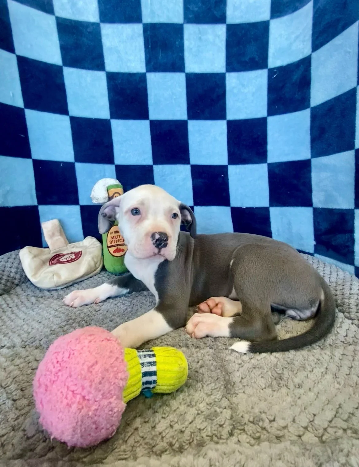 Prim | mixed breed | female | 8 weeks old | DOB 8/27/26