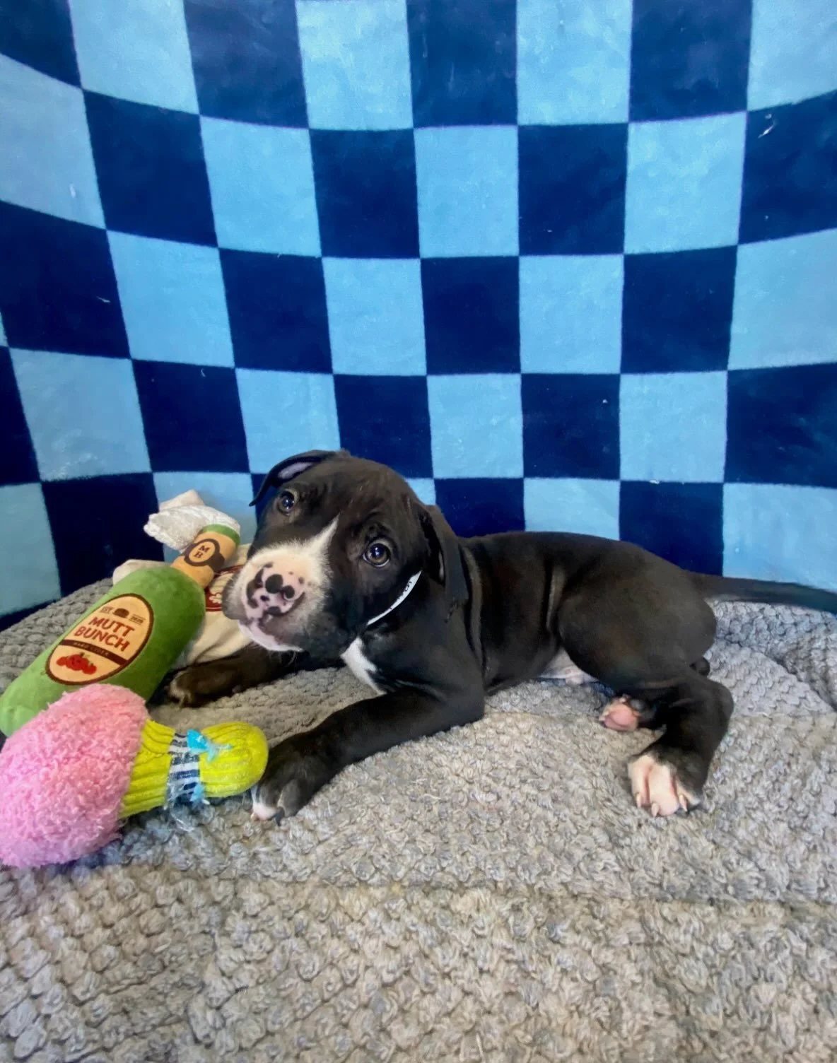 Haymitch | mixed breed | male | 8 weeks old | DOB 8/27/26