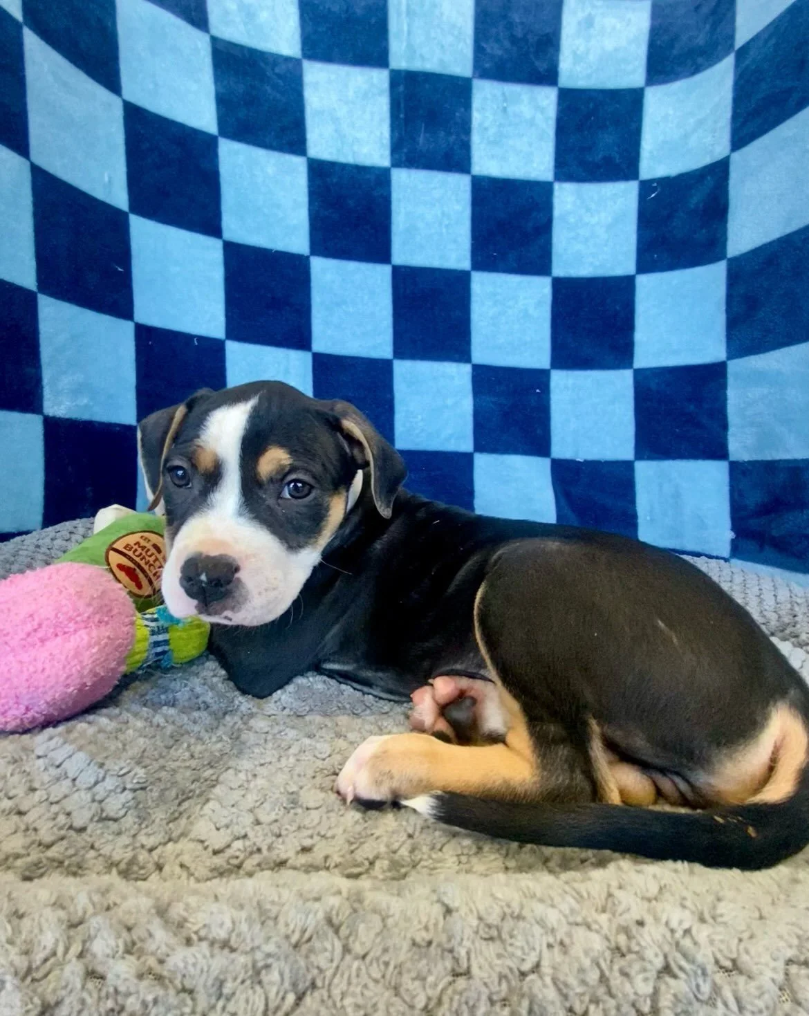 Effie | mixed breed | female | 8 weeks old | DOB 8/27/26
