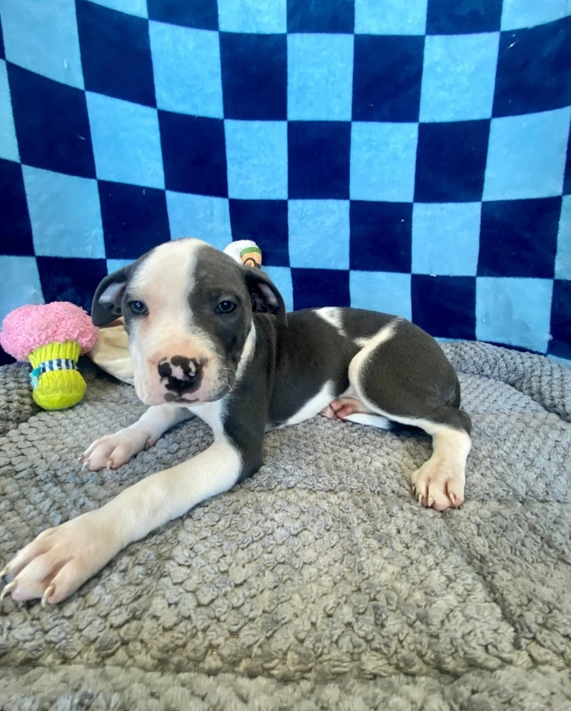 Katniss | mixed breed | female | 8 weeks old | DOB 8/27/26