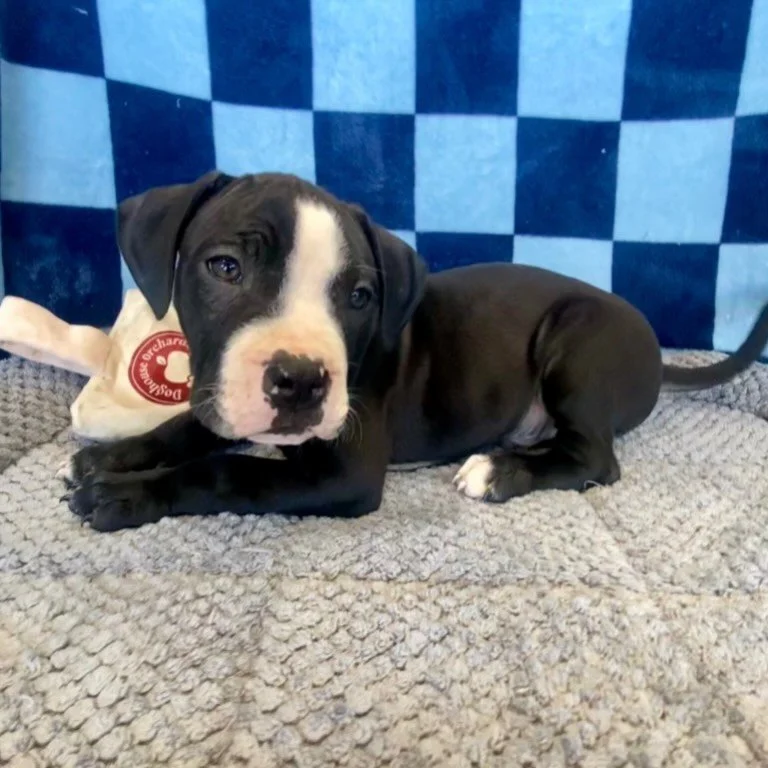 Peeta | mixed breed | male | 8 weeks old | DOB 8/27/26
