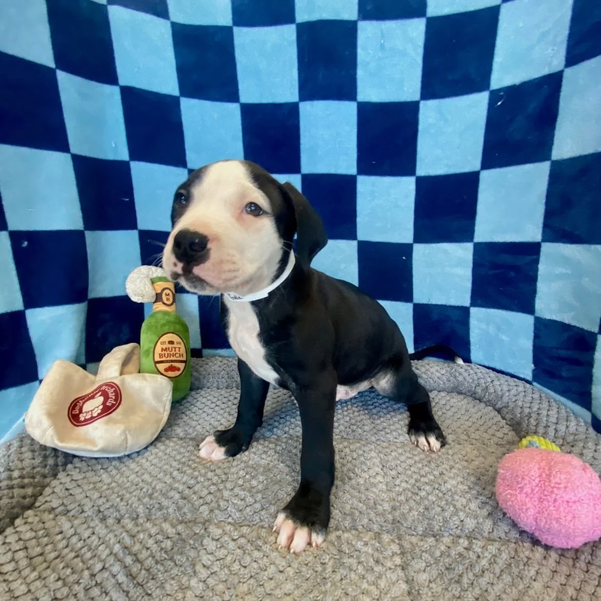 Gale | mixed breed | male | 8 weeks old | DOB 8/27/26