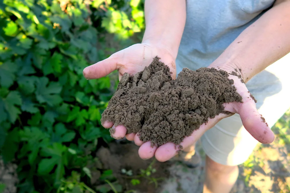 The soil at Marian Farms.