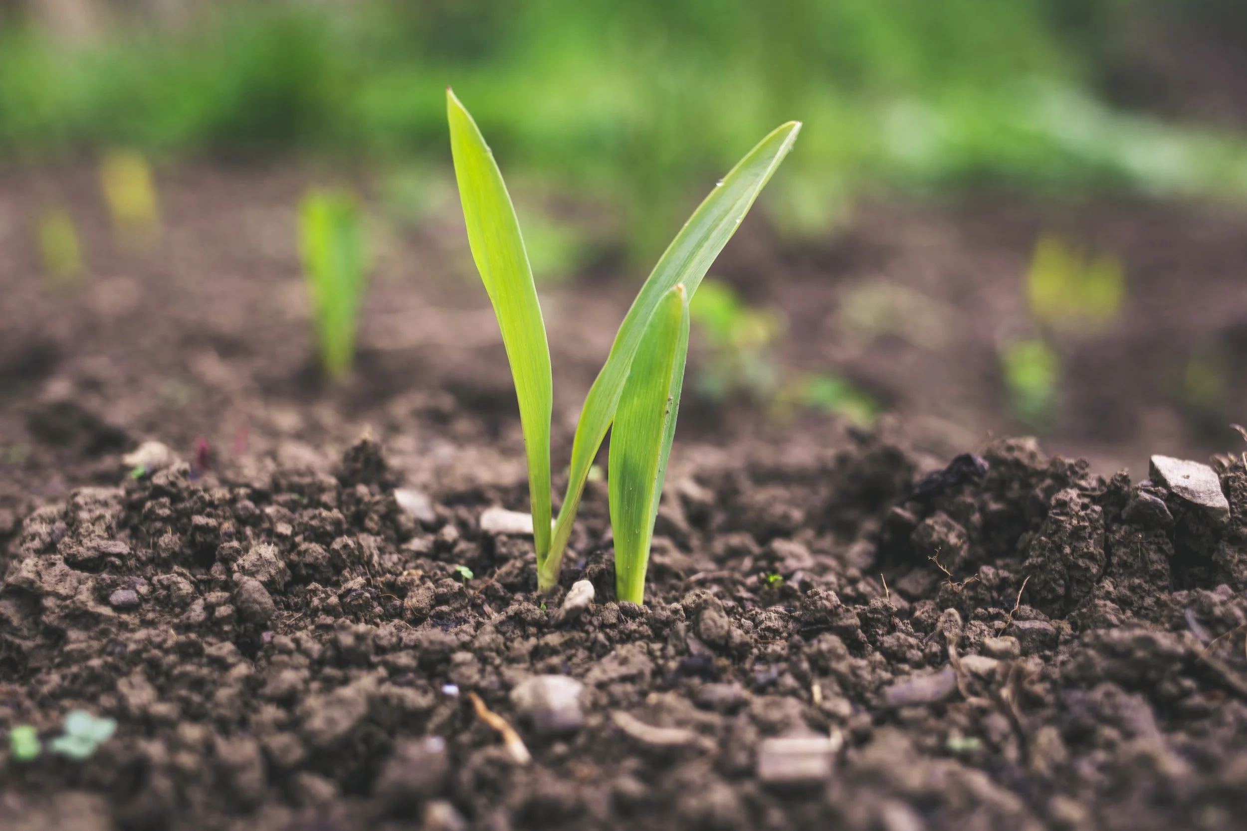 Marion County Soil Conservation October Newsletter