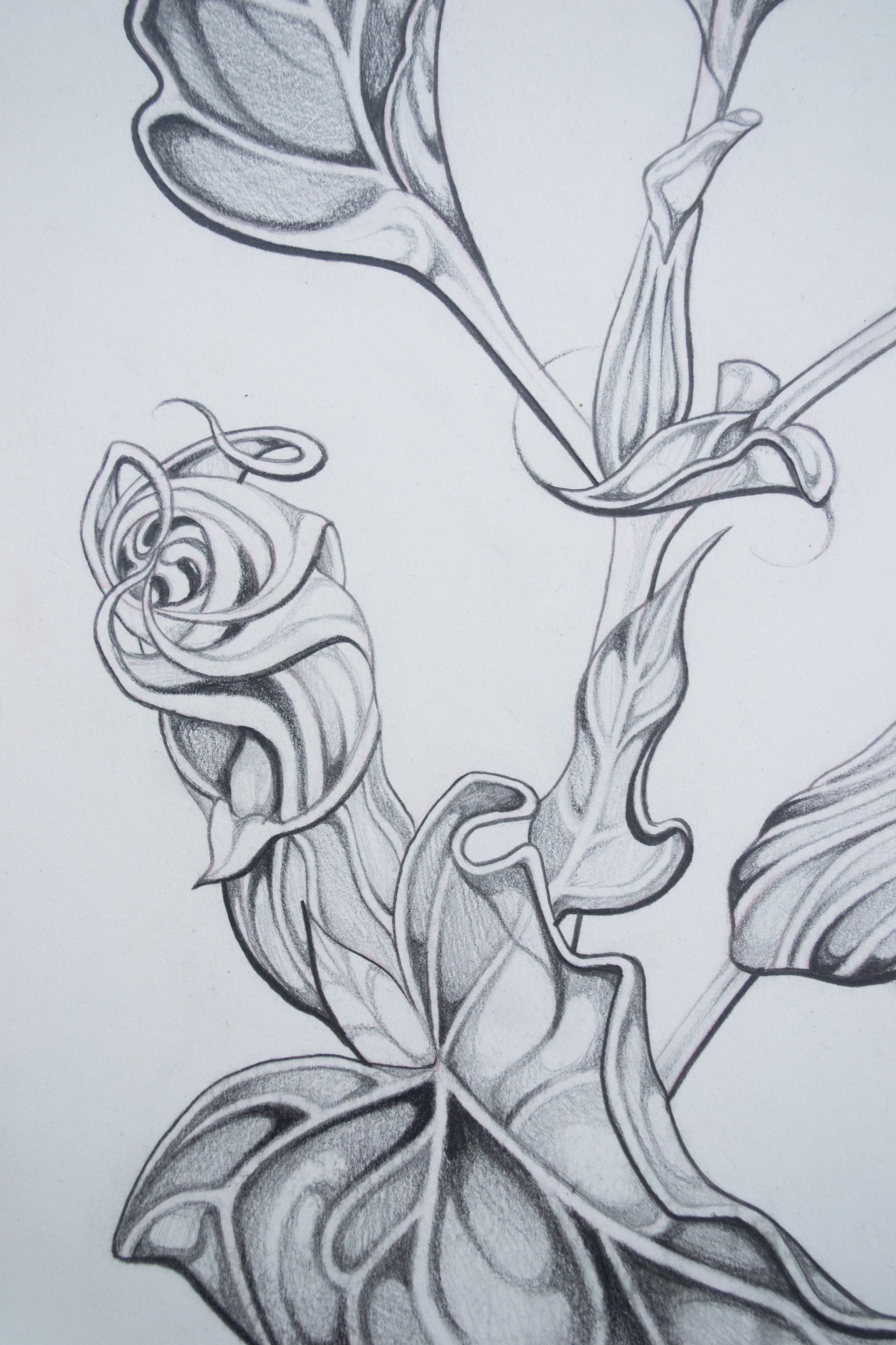 datura3.jpg