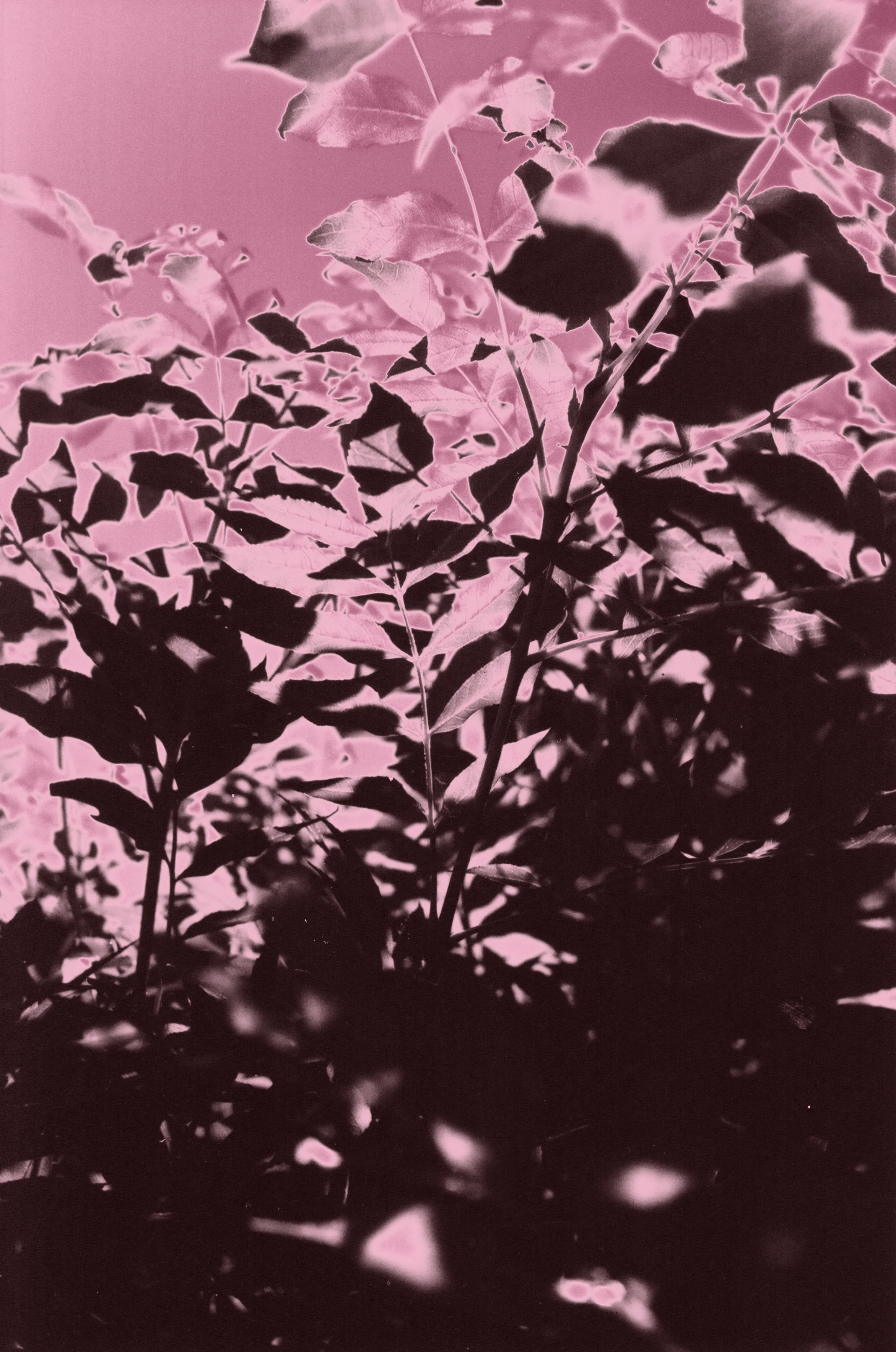 leaves.jpg
