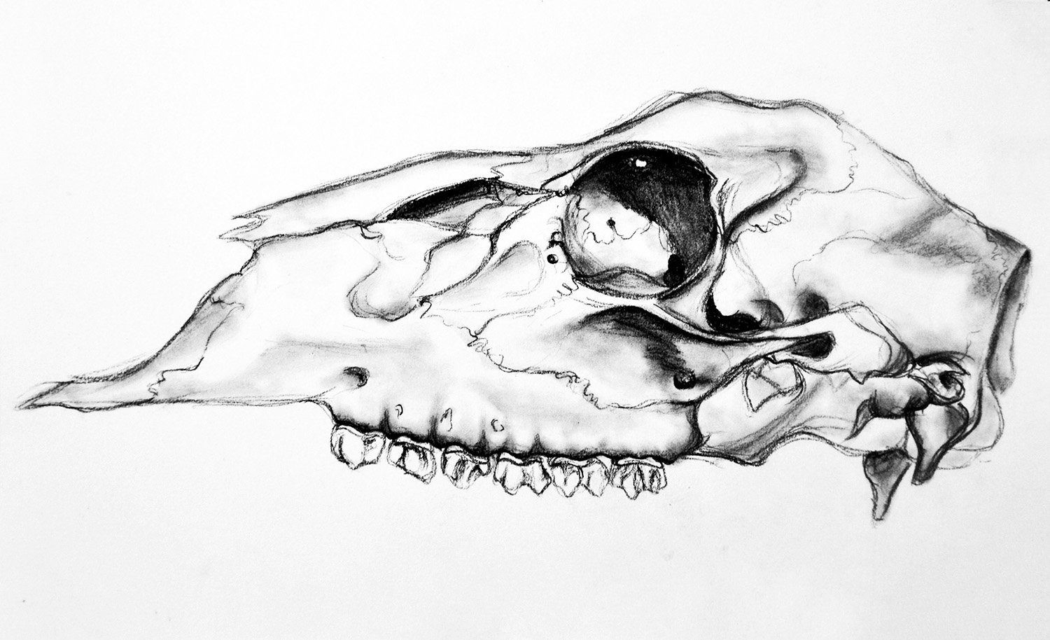 deerskull.jpg