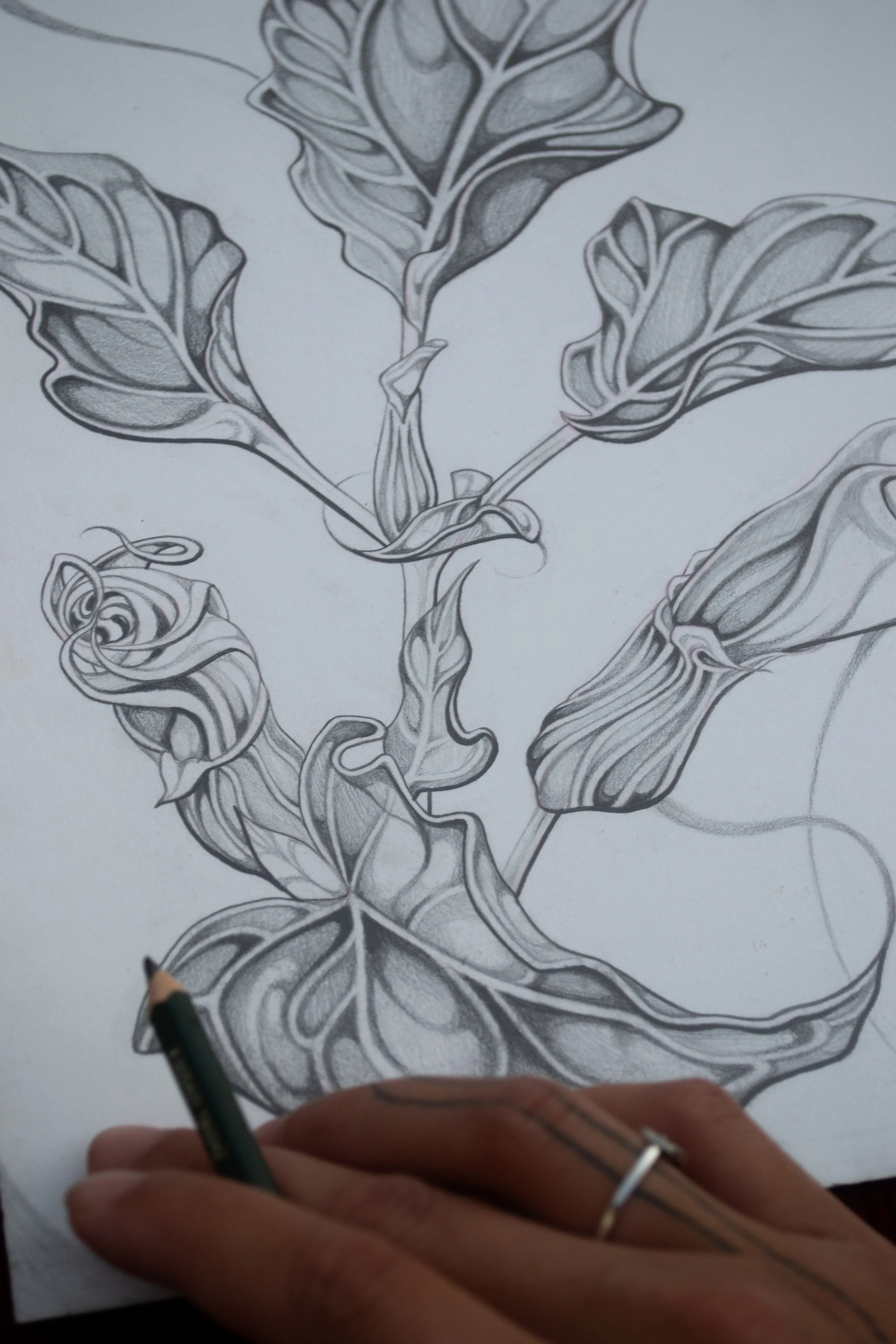 datura1.jpg