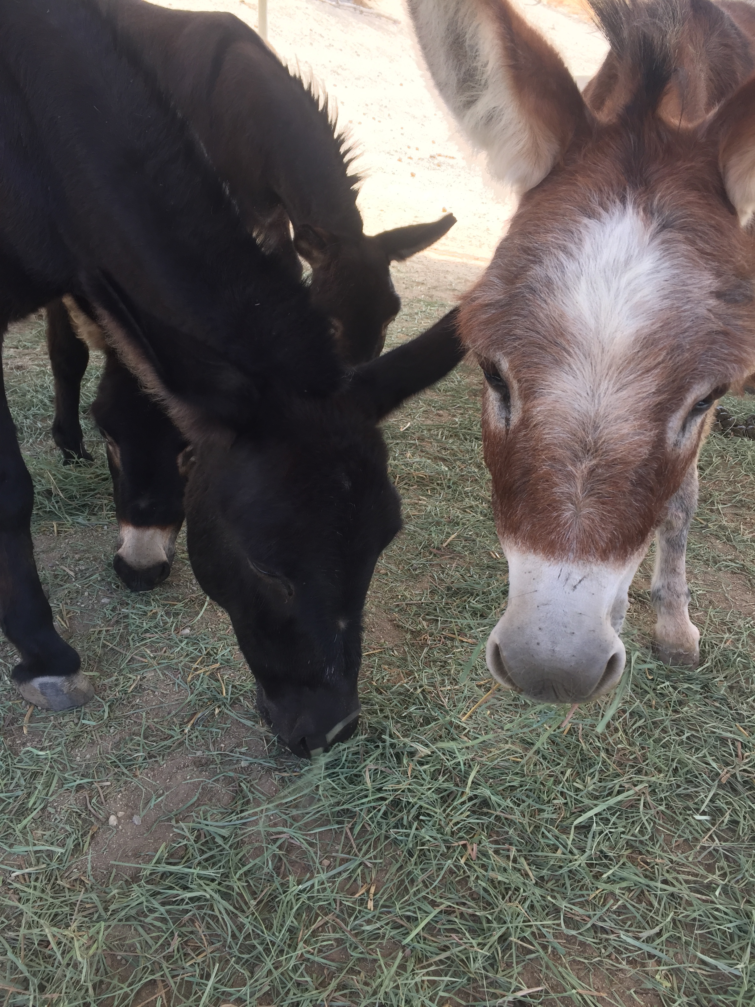 Mini Donkeys