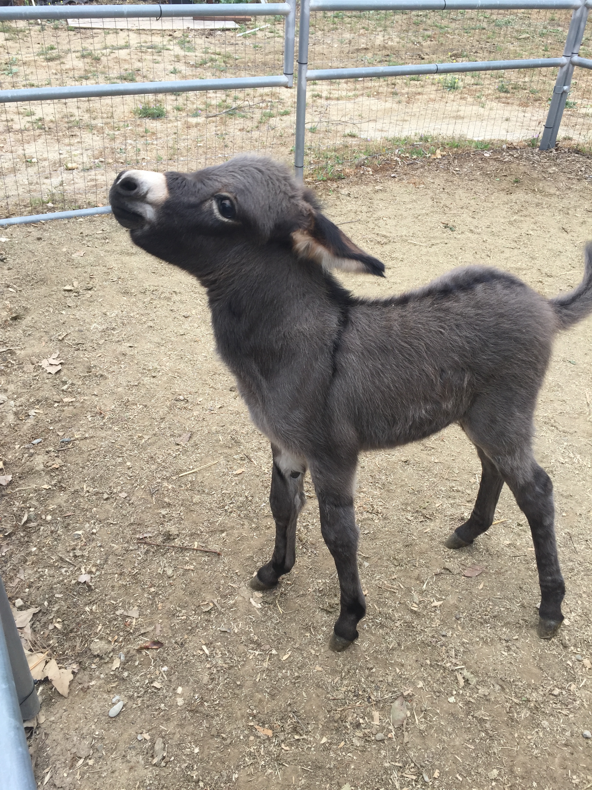 Baby Smokey
