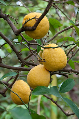  Image from Aromaweb 