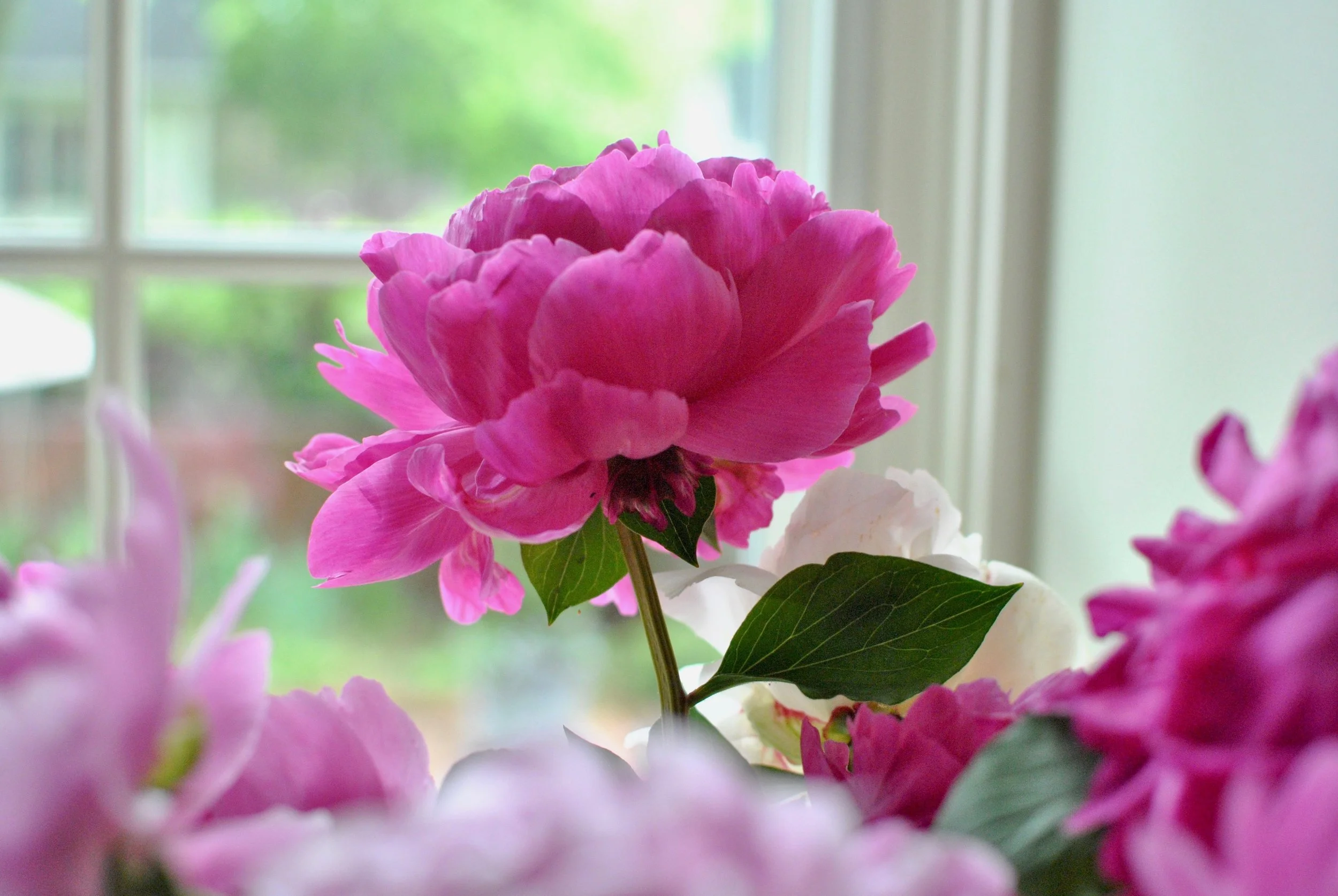  Beautiful peonies! 