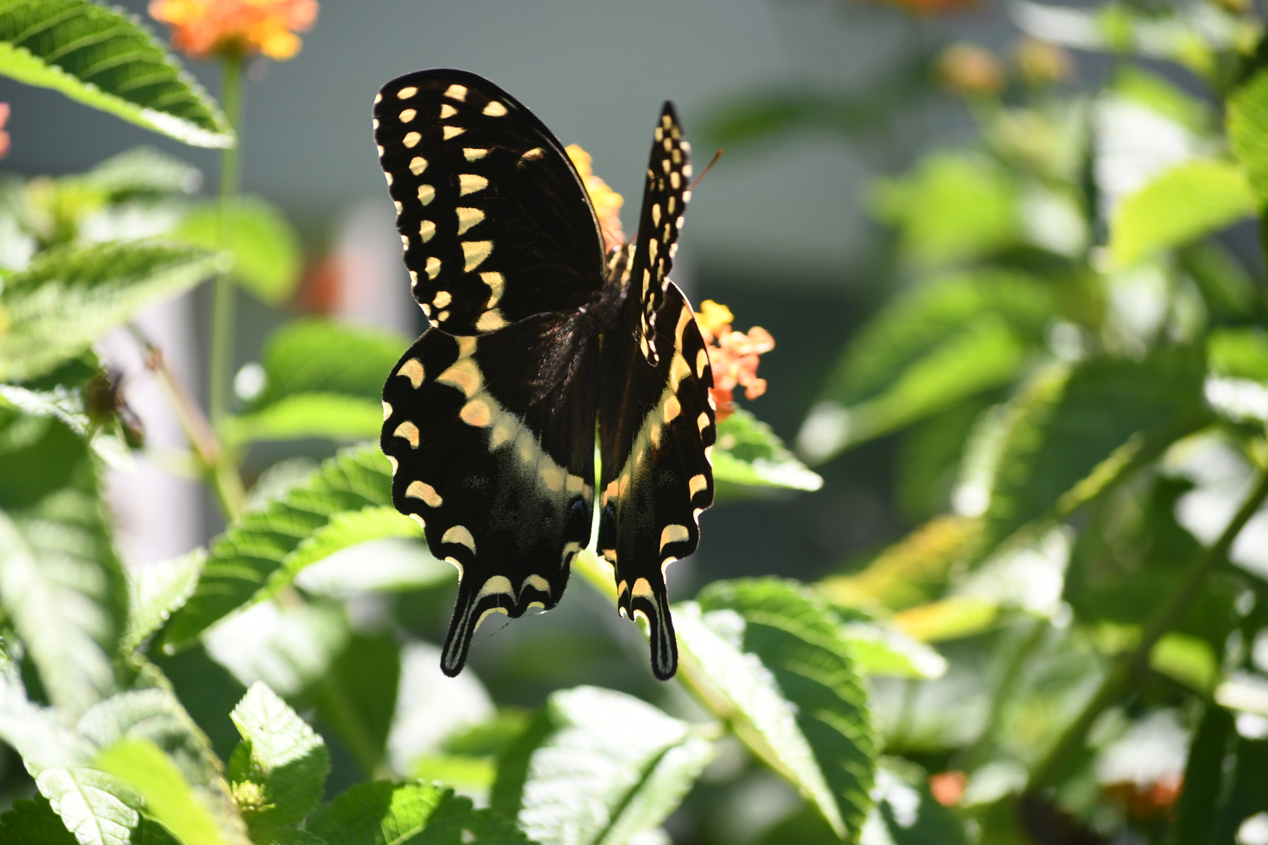  Every afternoon the butterflies play! 