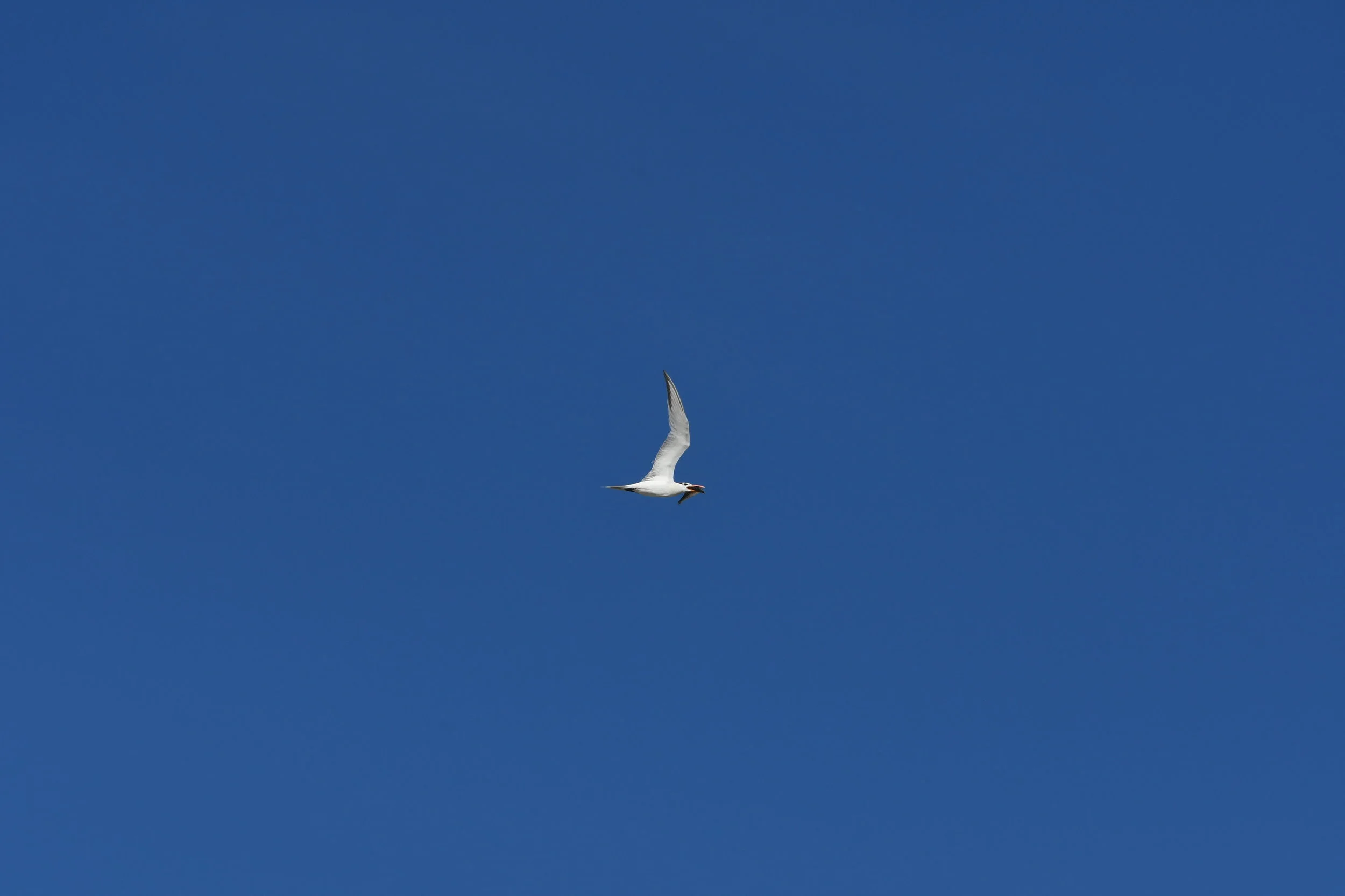 DSC_2389 2.jpg