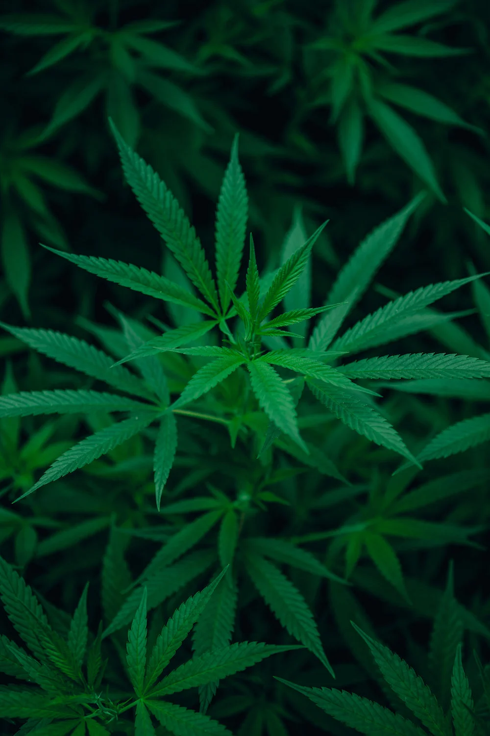 Hemp