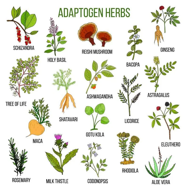  Image from Metta 