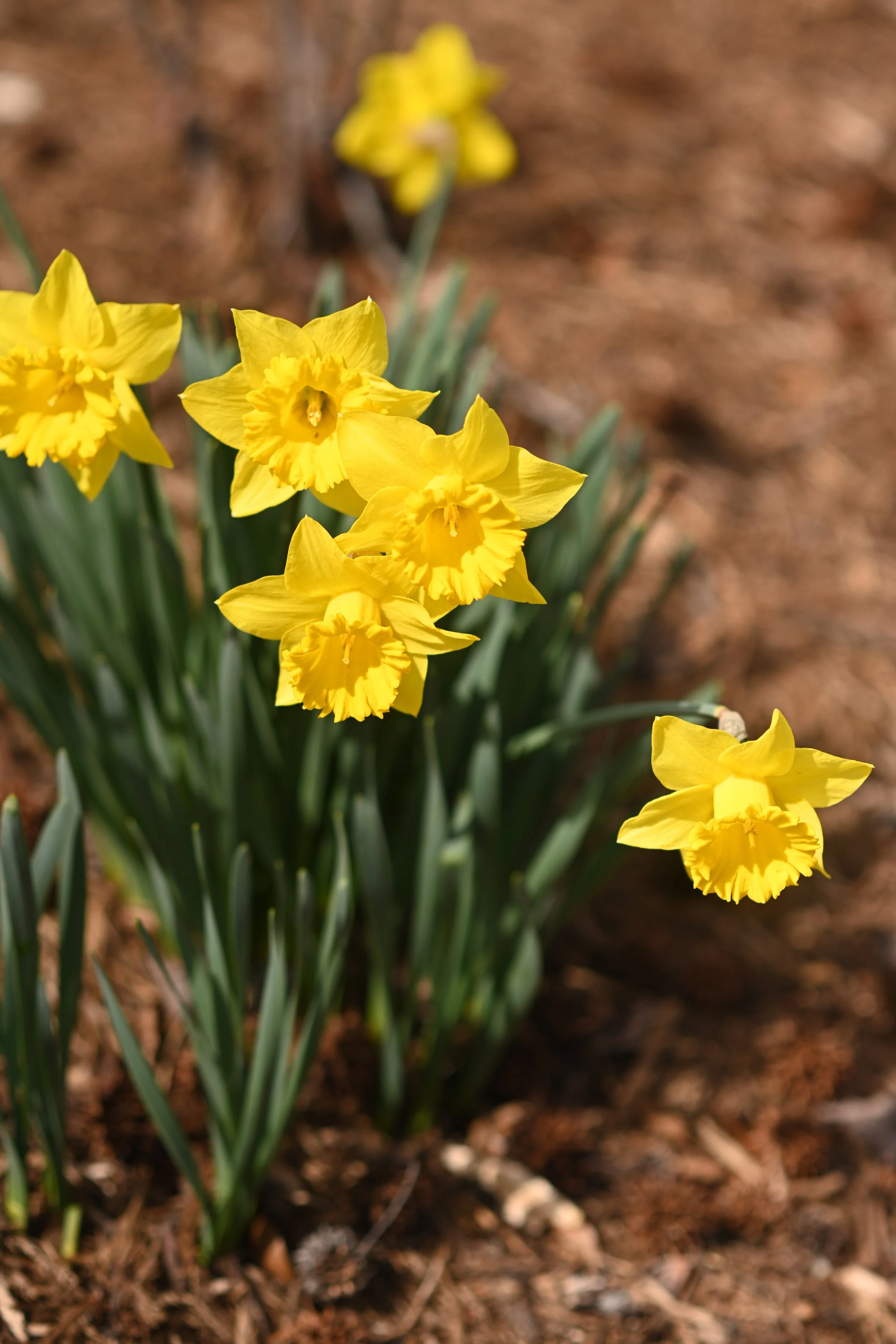  Daffodils in our front yard… 