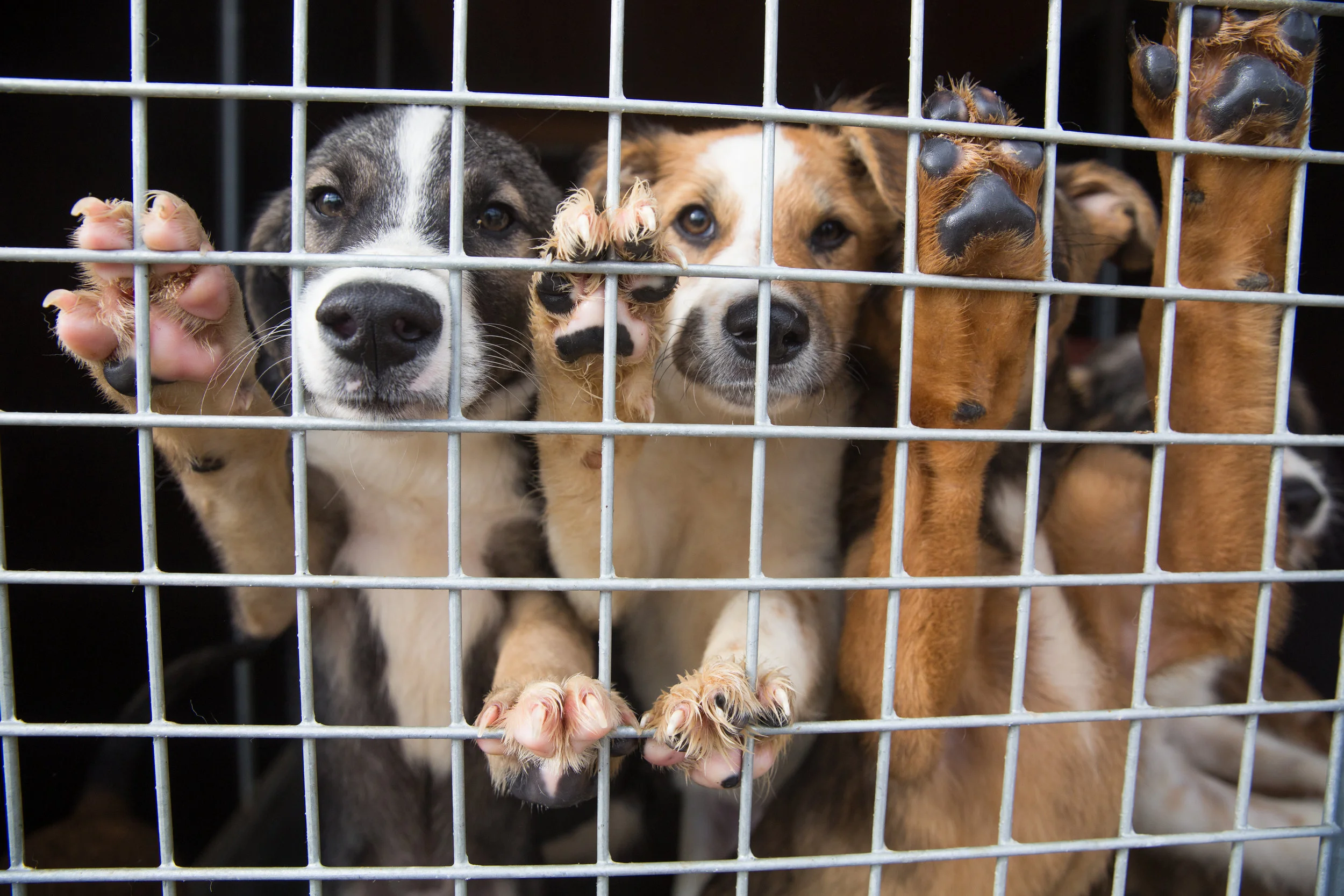 World Animal Protection