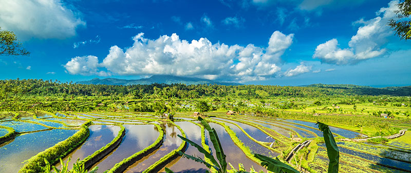 rice field.jpg