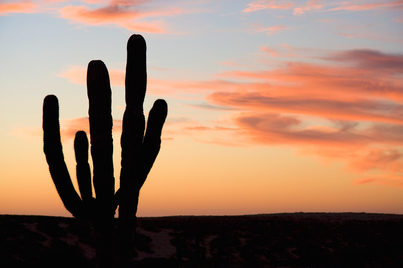 gallery_cactus_silhouette_sunset.jpg