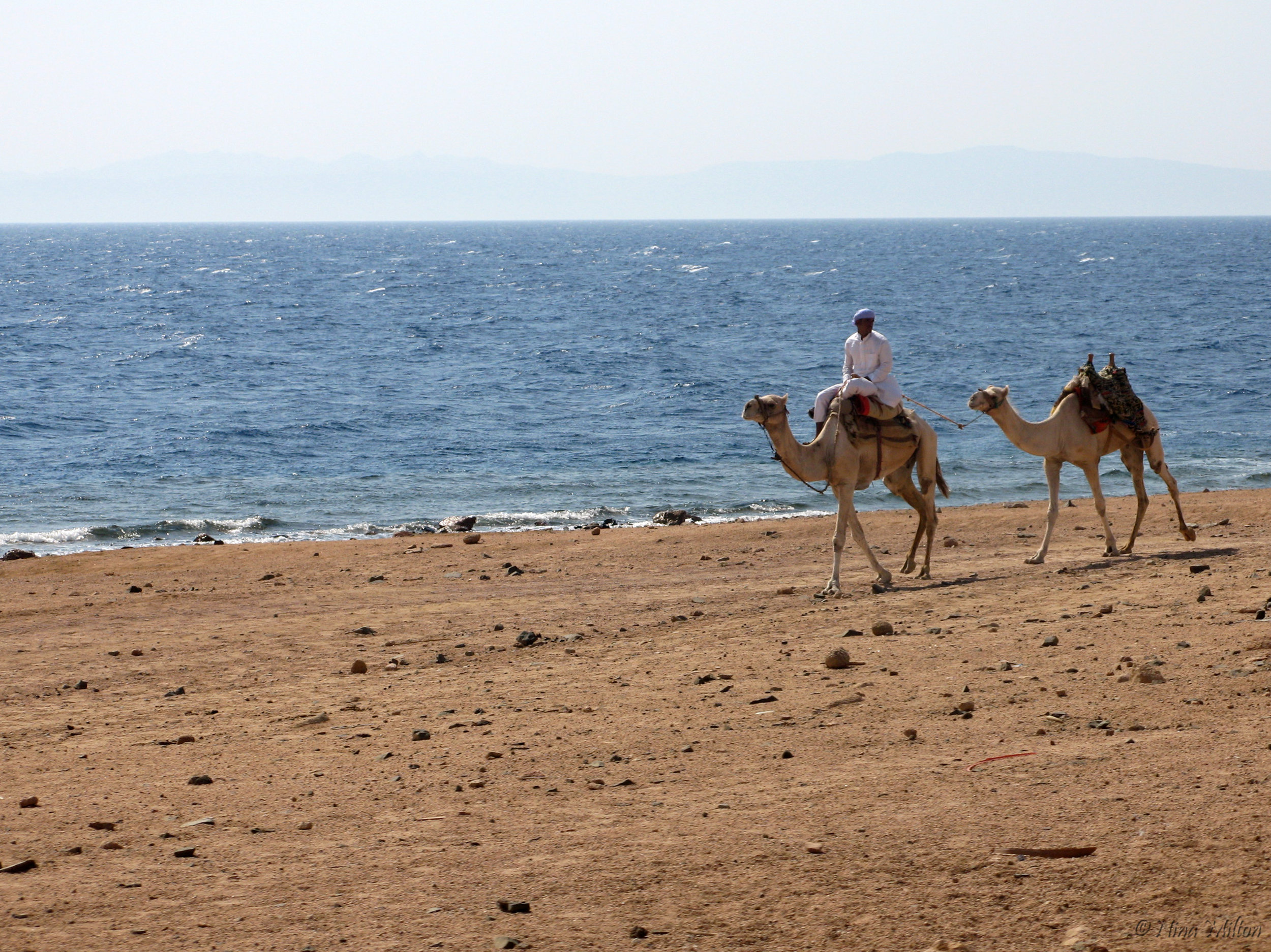 Dahab_trips_excursions_Red Sea_Egypt_Sinai_camel.jpg